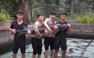 Cụ Cá Tầm 15 năm tuổi nặng 50 kg ở Lai Châu, được lên sàn đấu giá để huy động vốn: Ai nuôi?