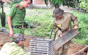 Bắt được con vật "mặt đỏ như gấc", người dân trình báo chính quyền