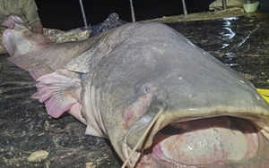 Người đàn ông câu được con cá trê khổng lồ nặng 117kg, dài gần 3m