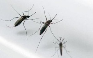 Một quốc gia châu Âu lần đầu tiên phát hiện thấy muỗi: Bắt được 3 con gồm 2 cái và 1 đực