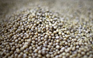 Mất khách Trung Quốc, Mỹ lập tức có cứu tinh mới cho mặt hàng chiến lược: Nhu cầu gần 4 triệu tấn mỗi năm, sản lượng nội địa rất thấp