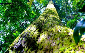 “Báu vật” 2.000 năm tuổi nằm giữa lõi rừng nguyên sinh Pù Mát