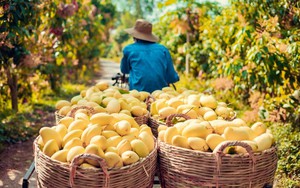 Một loại quả bất ngờ tăng giá gấp đôi, nông dân “hái vàng”, thu tiền triệu mỗi công