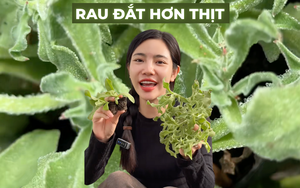 Sự thật về rau xà lách giá 300k/kg, vị mặn như muối đang được săn lùng nhất Việt Nam