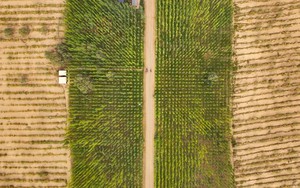 Tân Cương (Trung Quốc): Sa mạc cằn cỗi trở thành 'lá phổi xanh'