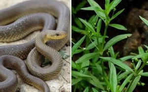 5 cây gọi rắn vào nhà