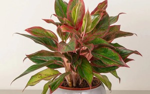 Nhà giàu thích trồng 5 cây này: Hút lộc như vòi rồng, con cháu cũng thơm lây