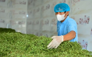 Nông dân Thanh Hóa giàu lên nhờ rau má