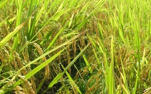 Giống lúa Việt Nam đang “gây bão” ở Cuba: Giải mã hành trình thành công, nhân rộng ở quê nhà