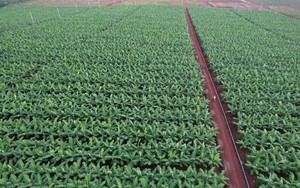 Việt Nam sở hữu “trái cây hạnh phúc” chinh phục Nhật Bản, hút mạnh thị trường Trung Quốc