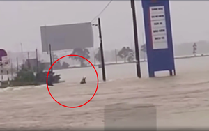 Xót xa khoảnh khắc một người bị nước lũ cuốn trôi ở Huế, tìm cách ứng cứu nhưng không kịp trở tay