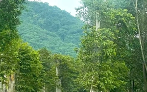 Buộc thôi việc Chi cục trưởng Chi cục Kiểm lâm tỉnh Gia Lai