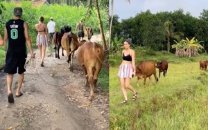 Clip du khách Tây mỗi người chăn một con bò khiến dân mạng thích thú