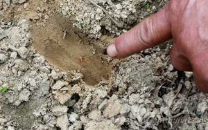 Thực hư thông tin “hổ xuất hiện ở Phú Thọ”