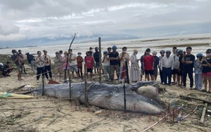 Cá ông dạt vào bờ biển là điềm tốt hay xấu? Ngư dân 40 năm đưa ra giải thích