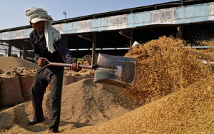 Giá gạo sắp thêm áp lực: Vựa lúa của thế giới vừa thu hoạch kỷ lục 146 triệu tấn, nhắm đến 26 thị trường tiềm năng bao gồm cả Việt Nam