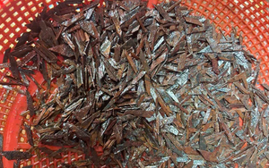 TP Hồ Chí Minh: Thu 2 kg đinh trên đường cửa ngõ, nghi do “đinh tặc” giăng bẫy