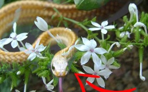 5 cây hoa dụ rắn vào nhà