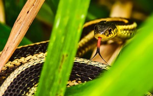 7 loại cây rắn rất sợ, không dám tới gần