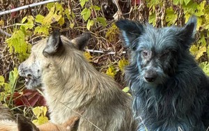 Bí ẩn đàn chó lông xanh xuất hiện gần khu thảm họa hạt nhân Chernobyl