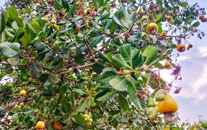 Trung Quốc chi hơn 3,7 tỷ USD để nhập một đặc sản của Việt Nam, nhiều nước Á – Âu cũng “tranh mua”