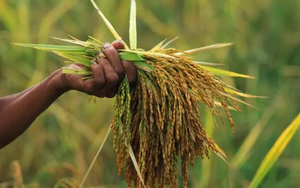 Buồn của quốc gia là vựa lúa lớn thứ 4 thế giới: Xuất khẩu gạo giảm gần 1 nửa trong 1 quý, đối thủ Ấn Độ gây áp lực với thuế suất 0%