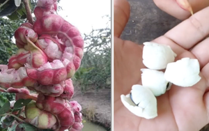 Loại quả được trả trăm ngàn 1kg nhưng chủ vườn nhất quyết không bán, người miền Tây nhìn là biết ngay