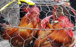 Cách phân biệt gà non và gà già khi mua gà sống