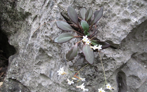 “Viên ngọc” quý thế giới chỉ Việt Nam có, nguy cơ tuyệt chủng trong tự nhiên