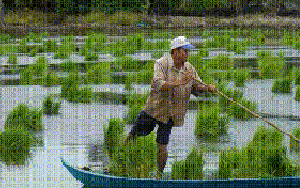 VIDEO: Tuyệt chiêu nghề ném mạ thuê ở Cà Mau