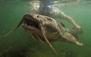 Giải mã “thủy quái” hung dữ dưới đáy sông Đà: Bảo vật tiến vua, giá đắt đỏ có tiền cũng khó mua