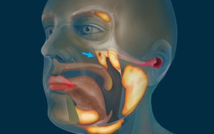 Phát hiện cơ quan mới “ẩn mình” suốt hàng thế kỷ trong thân người, giới khoa học sững sờ vì lý do khó tin