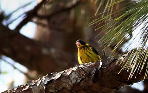 Hé lộ “báu vật” quý hiếm chỉ có ở Việt Nam, được cả châu Á và thế giới bảo vệ