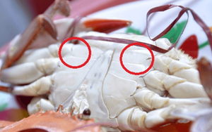 Mua cua đừng vội chọn con to, chủ cửa hàng tiết lộ: Nhìn vào chi tiết trên mình cua chọn mới chuẩn