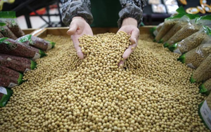 Quốc gia BRICS giáng đòn chưa từng có vào Mỹ, không mua dù chỉ 1 hạt mặt hàng then chốt, nông dân than trời, lặn lội sang tận Campuchia tìm ‘lối thoát’