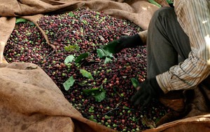 Việt Nam sở hữu một loại hạt “hút” thị trường châu Âu, tăng mua liên tục: Dự kiến thu về 8 tỷ USD