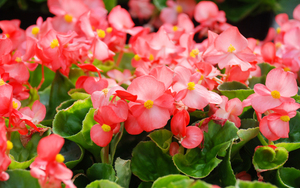 Đặt cây gì ở "tài vị" cho hút lộc? 5 loài cây dễ chăm, đẹp nhà, tiền về đều đặn