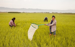 Một "vật báu" của Thái Lan bị rớt giá thảm hại - thấp nhất thập kỷ