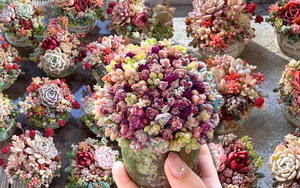 Sinh mùa hè dễ khuyết Thủy: Vì sao muốn “đổi vận” nên trồng cây sen đá?