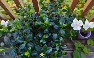 “Hoa âm không thể vào nhà dương”: 5 loại hoa tưởng đẹp nhưng dễ khiến nhà bạn bí bách, hao tài, nên dọn ra ngay