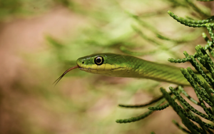 Đừng làm điều này khi gặp rắn vì chúng không sợ đâu - chuyên gia đã kiểm chứng