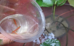 3 cách diệt và đuổi muỗi đơn giản không cần hóa chất