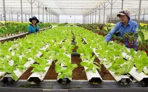 Phụ phẩm nông nghiệp có thể 'biến thành tiền', vì sao Việt Nam hạn chế tái sử dụng?