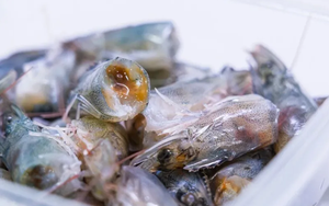 Sợi trắng trong đầu tôm có phải ký sinh trùng?