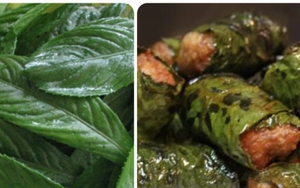 Lá xương sông có tác dụng gì?