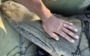 Phát hiện 'hóa thạch sống' khổng lồ dưới sông Mississippi: Sinh vật cổ xưa khiến giới khoa học kinh ngạc