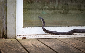 9 cách hiệu quả ngăn rắn không bén mảng đến nhà bạn