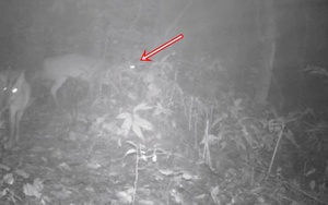 Đặt camera giữa rừng sâu, các nhà khoa học tình cờ phát hiện loài vật đã công bố tuyệt chủng gần 100 năm