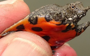 Nhà khoa học Việt Nam - Đức hợp lực: Cứu “báu vật” quý hiếm khỏi nguy cơ tuyệt chủng