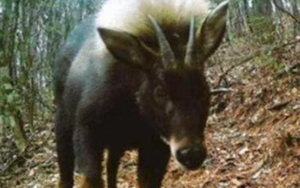 Loài vật quý hiếm bậc nhất hành tinh bất ngờ tái xuất sau 500.000 năm tuyệt tích